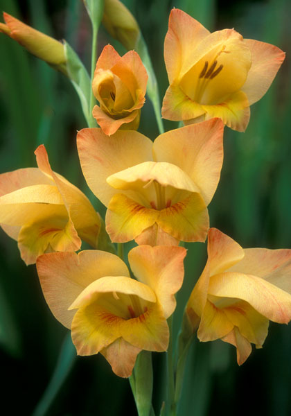 Boone gladiolus heirloom bulbs