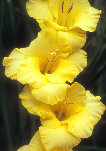 Golden Stars gladiolus heirloom bulbs