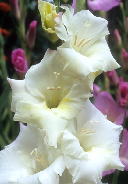 Silver Dollar gladiolus heirloom bulbs