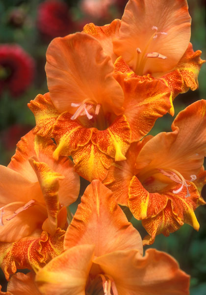 Firedance gladiolus heirloom bulbs