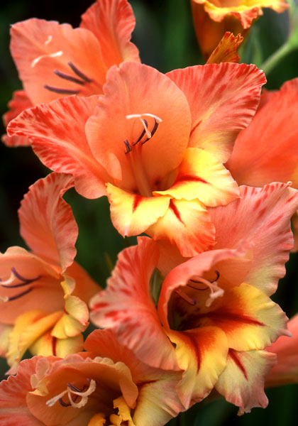 GLADIOLUS