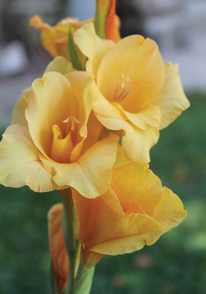 Ovatie gladiolus heirloom bulbs