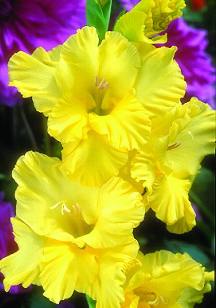 Empire Yellow gladiolus heirloom bulbs