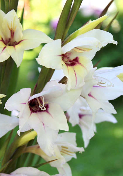 Lucky Star gladiolus heirloom bulbs