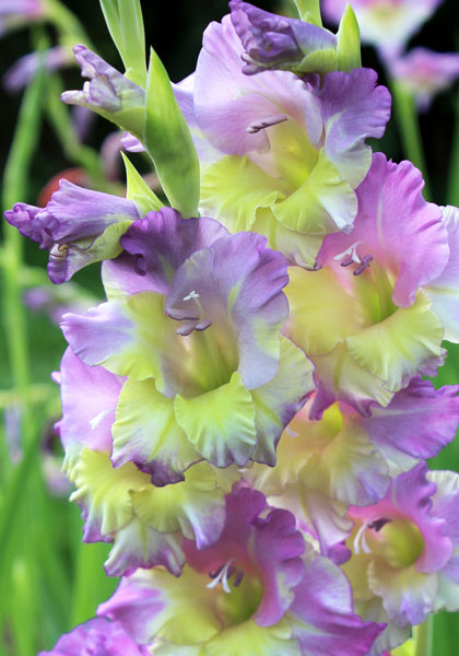 Lilac & Chartreuse gladiolus heirloom bulbs