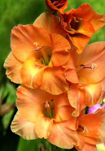 Sunbonnet Sue gladiolus heirloom bulbs