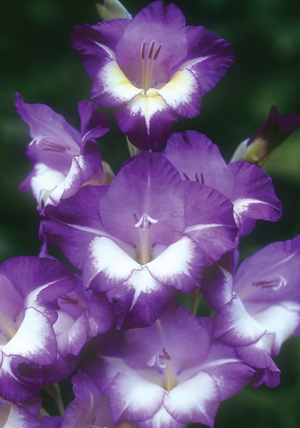 Bluebird gladiolus heirloom bulbs