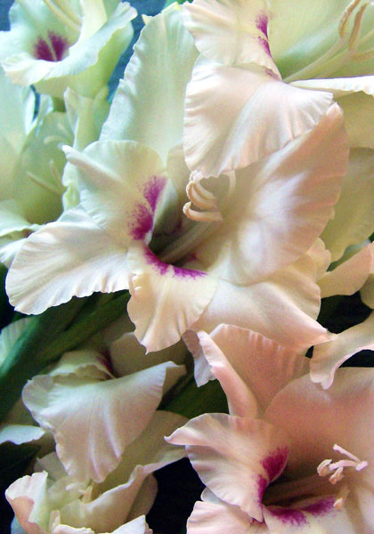 Domino gladiolus heirloom bulbs