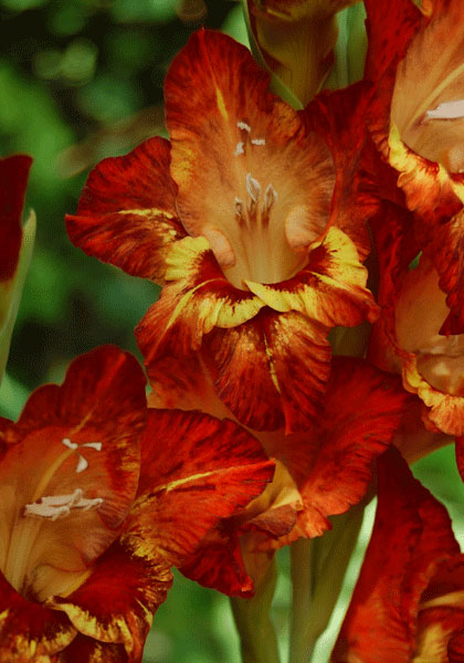 Witch Doctor gladiolus heirloom bulbs
