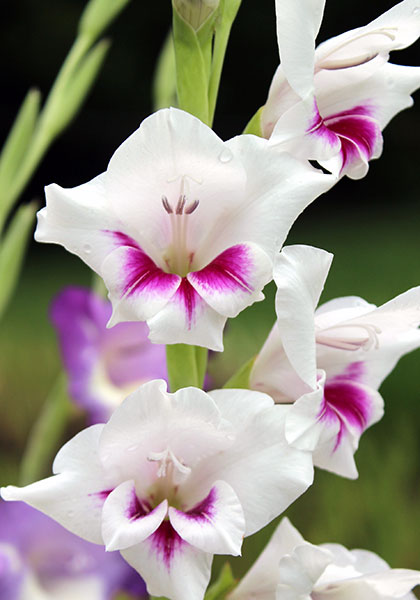 Chipper gladiolus heirloom bulbs