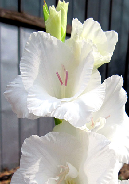 Snow Princess gladiolus heirloom bulbs
