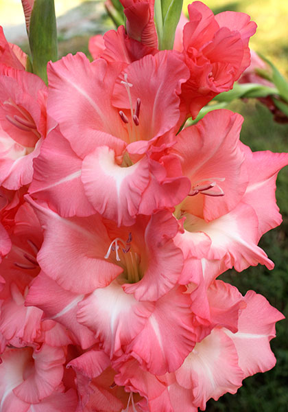 True Love gladiolus heirloom bulbs