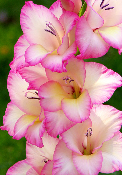 GLADIOLUS