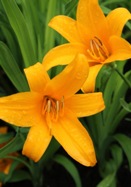 Apricot daylily heirloom bulbs