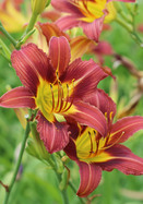 Purple Waters  daylily heirloom bulbs