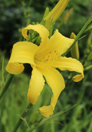Revolute daylily heirloom bulbs
