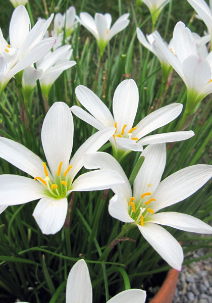 white rain lily heirloom bulbs