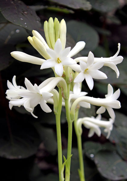 Mexican Single tuberose, 1530 - www.oldhousegardens.com/bulb/MexicanSingletuberose