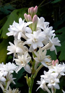 Pearl double tuberose