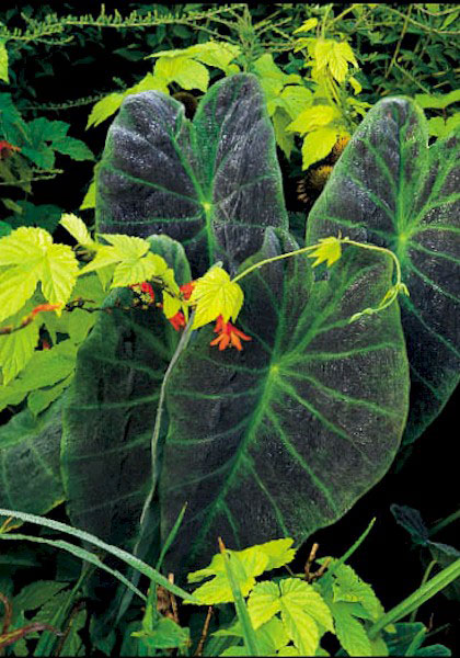 Illustris elephant ear heirloom bulbs