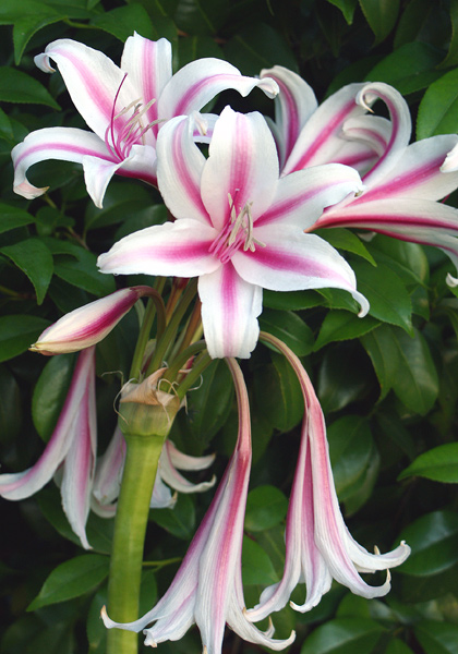 milk-and-wine lily crinum heirloom bulbs