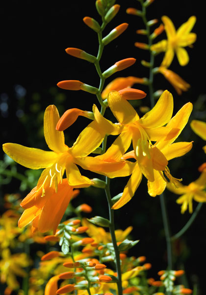 George Davison crocosmia heirloom bulbs