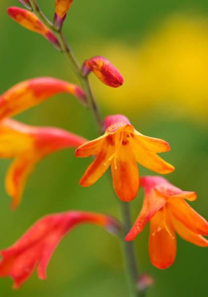 Meteore crocosmia heirloom bulbs