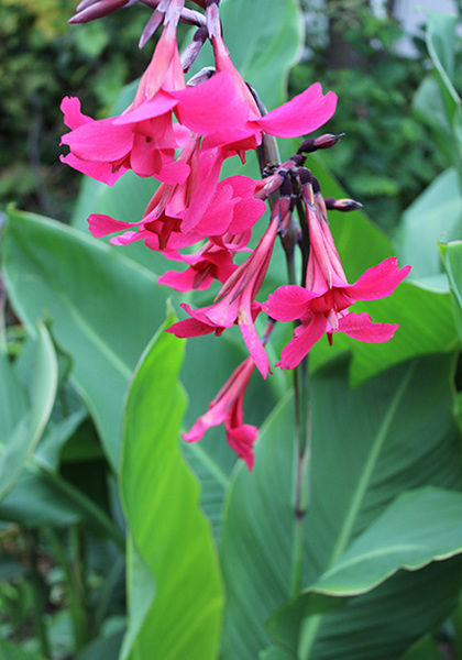 Ehemanii canna heirloom bulbs