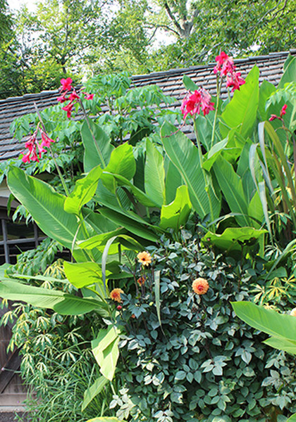 Ehemanii canna heirloom bulbs