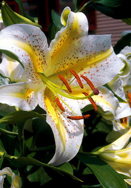 gold band lily heirloom bulbs