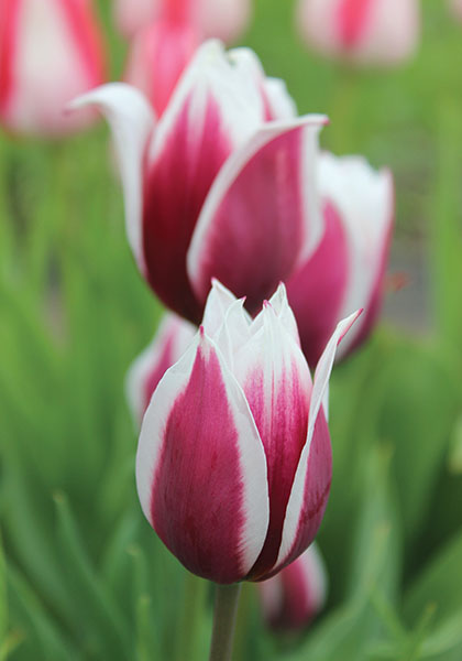 Lac van Rijn tulip heirloom bulbs