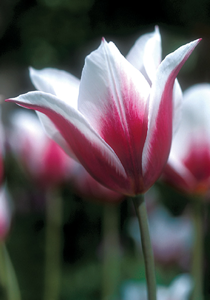 Lac van Rijn tulip heirloom bulbs