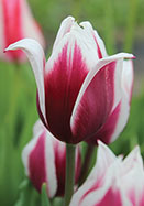 Fairy Tulip Rhizomes-Colorful Goddess Historical Plant Balcony Decorations-6 Tulip Bulbs 