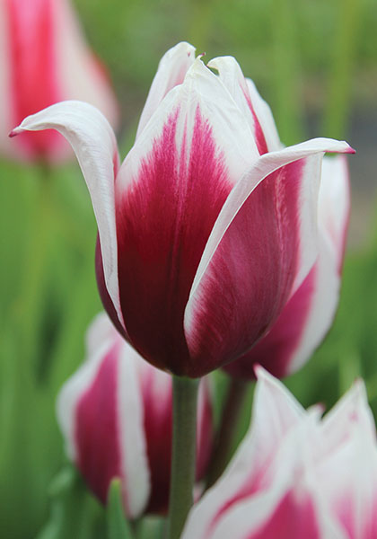 Lac van Rijn tulip heirloom bulbs