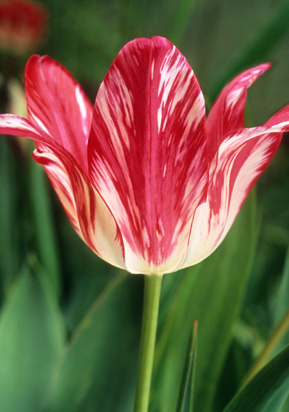 Zomerschoon tulip heirloom bulbs