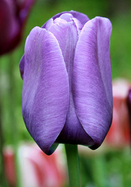 Bleu Aimable tulip heirloom bulbs