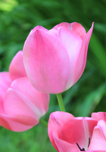 Clara Butt tulip heirloom bulbs