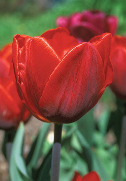 Couleur Cardinal tulip heirloom bulbs