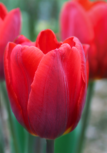 Couleur Cardinal tulip heirloom bulbs