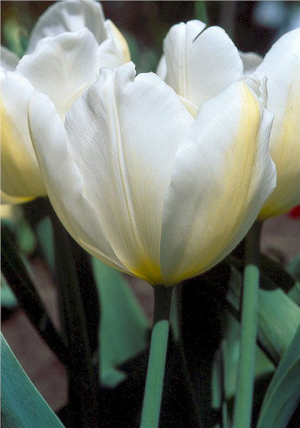 Diana tulip heirloom bulbs