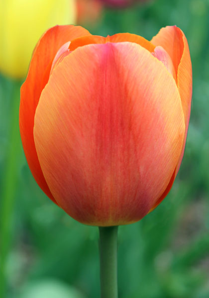 Dillenburg tulip heirloom bulbs