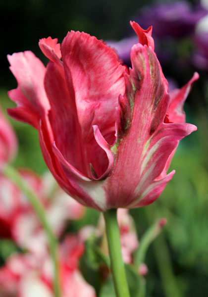 Fantasy tulip heirloom bulbs