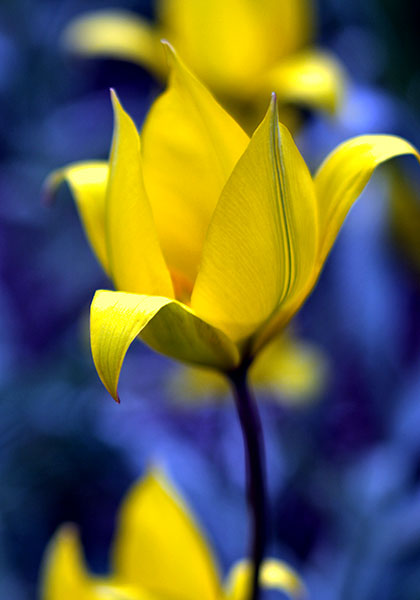 Florentine  tulip heirloom bulbs