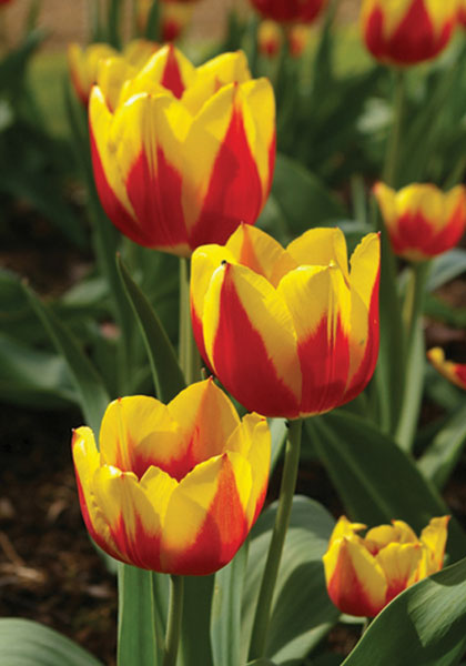 Keizerskroon tulip heirloom bulbs