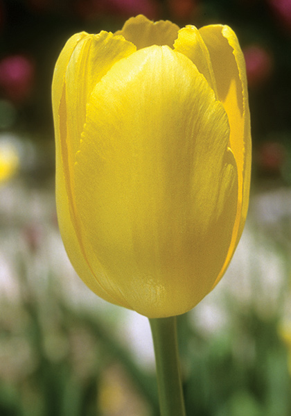 Mrs. Scheepers tulip heirloom bulbs