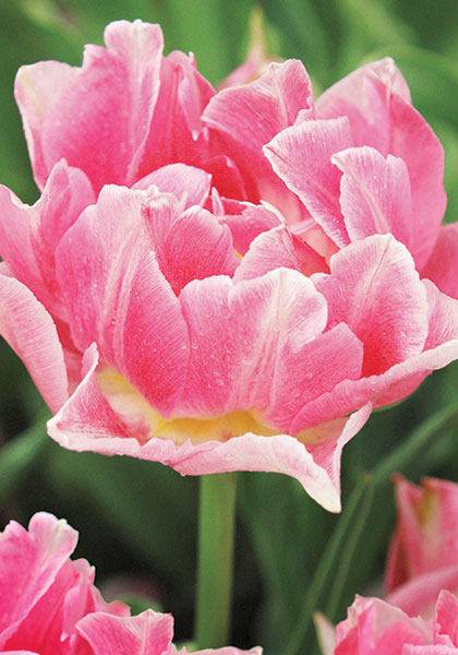 Peach Blossom tulip heirloom bulbs