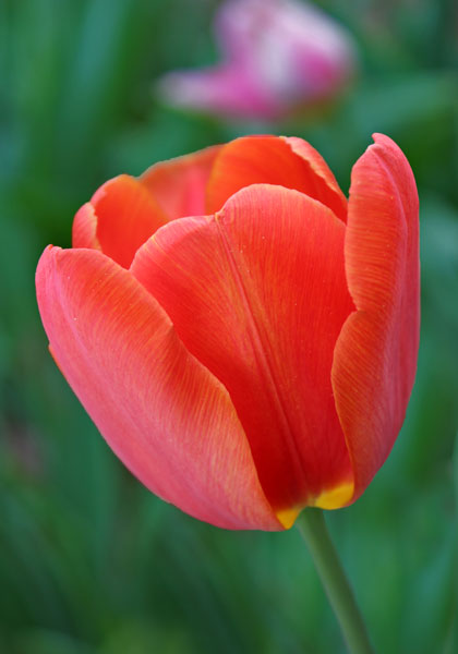 Prince of Austria tulip heirloom bulbs