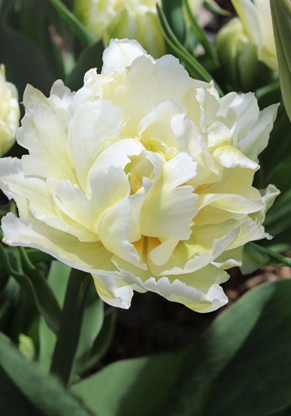 Schoonoord tulip heirloom bulbs