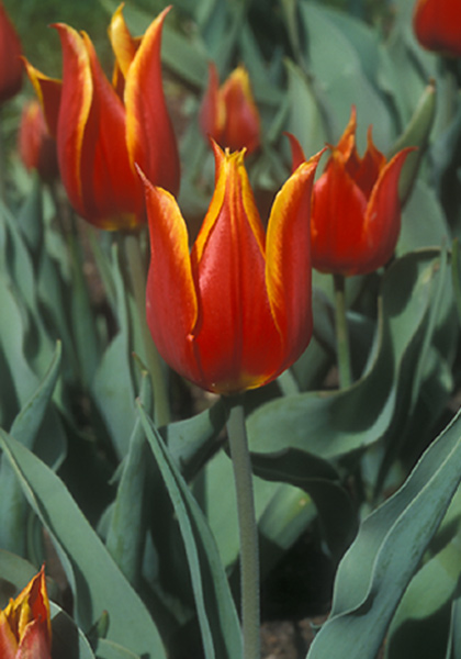 Tulipa Schrenkii Heirloom Tulip