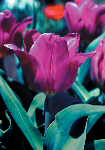 Van der Neer tulip heirloom bulbs